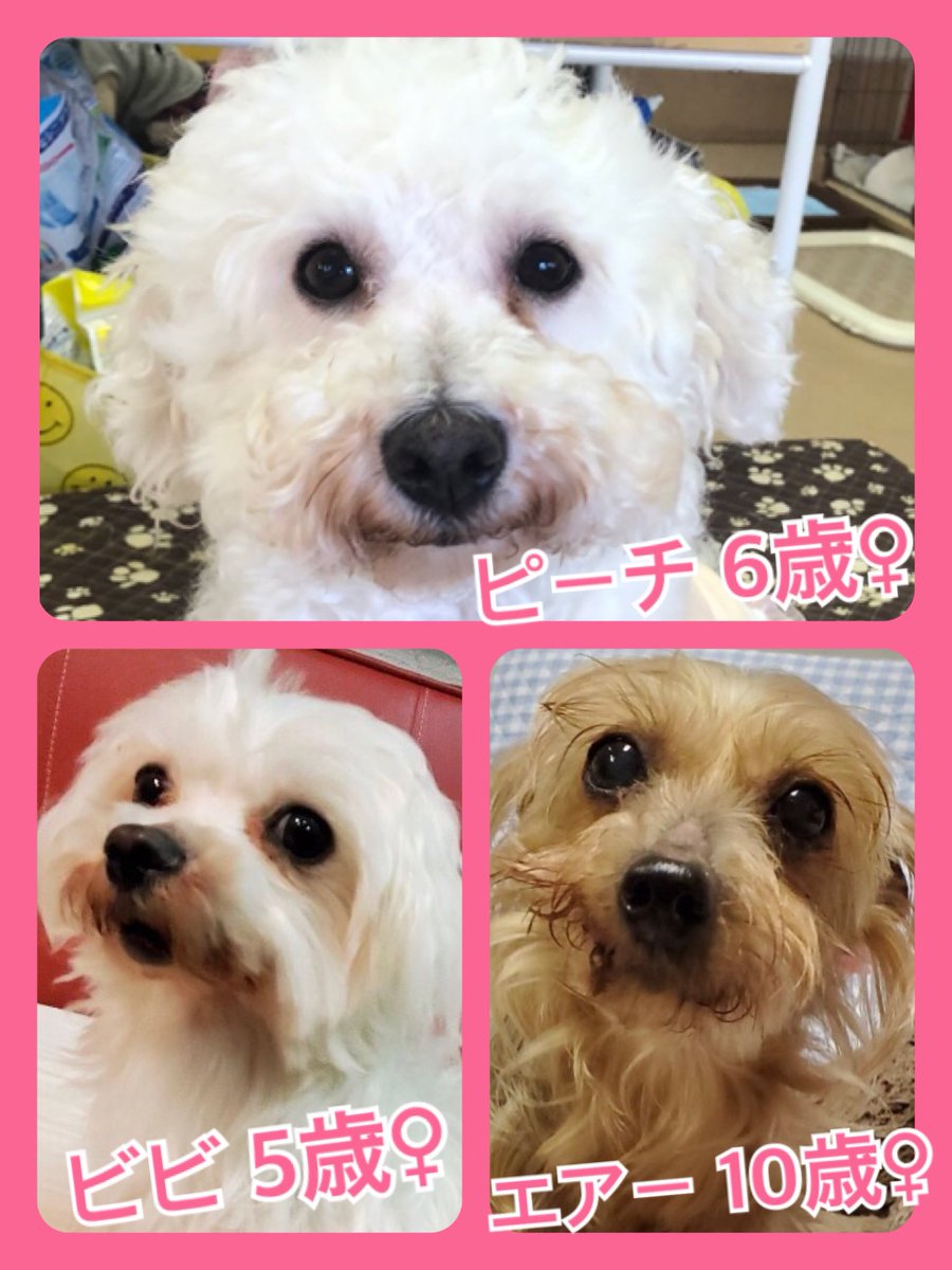 🐾今日の里親様募集中ワンコ🐶メンバーです🐾2020,4,19